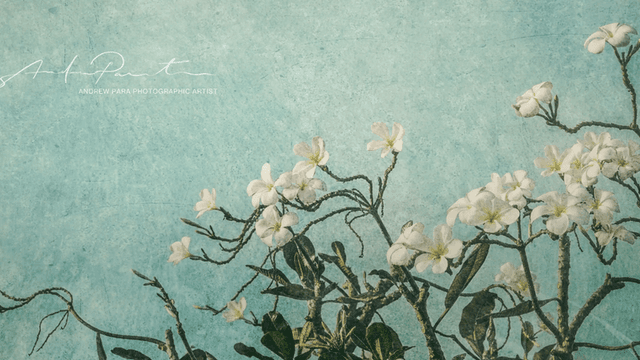 Fine art photograph of white blossoms against a textured turquoise sky, evoking calm, reflection, and natural beauty.